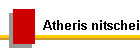 Atheris nitschei