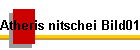 Atheris nitschei Bild01