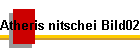 Atheris nitschei Bild02