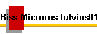 Biss Micrurus fulvius01