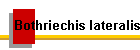 Bothriechis lateralis