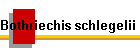 Bothriechis schlegelii Bild16