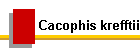 Cacophis krefftii