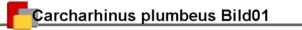 Carcharhinus plumbeus Bild01