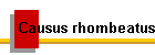 Causus rhombeatus