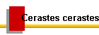 Cerastes cerastes