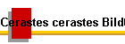 Cerastes cerastes Bild02