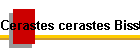 Cerastes cerastes Biss01