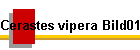 Cerastes vipera Bild01