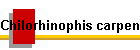 Chilorhinophis carpenteri