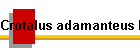 Crotalus adamanteus Bild01