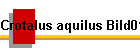 Crotalus aquilus Bild01