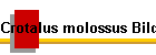 Crotalus molossus Bild01