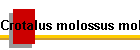 Crotalus molossus molossus Bild01