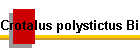 Crotalus polystictus Bild02