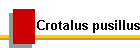 Crotalus pusillus