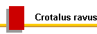 Crotalus ravus