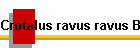 Crotalus ravus ravus Bild01