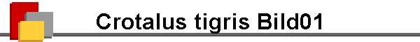 Crotalus tigris Bild01