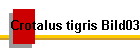 Crotalus tigris Bild03
