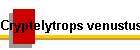 Cryptelytrops venustus Bild01
