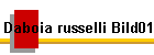 Daboia russelli Bild01