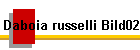 Daboia russelli Bild02