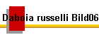 Daboia russelli Bild06