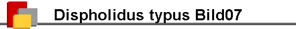 Dispholidus typus Bild07