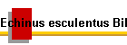 Echinus esculentus Bild01
