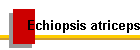 Echiopsis atriceps