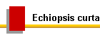Echiopsis curta
