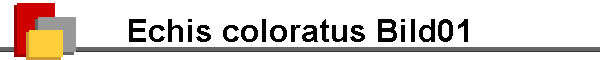 Echis coloratus Bild01