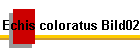 Echis coloratus Bild02