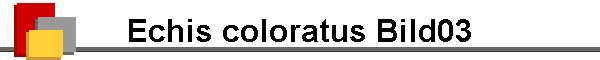 Echis coloratus Bild03