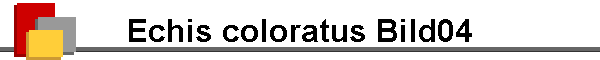 Echis coloratus Bild04