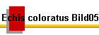 Echis coloratus Bild05