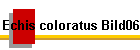 Echis coloratus Bild06