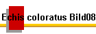 Echis coloratus Bild08