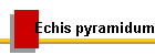 Echis pyramidum