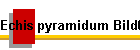 Echis pyramidum Bild01