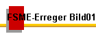 FSME-Erreger Bild01