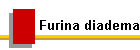 Furina diadema