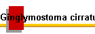 Ginglymostoma cirratum Bild01