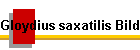 Gloydius saxatilis Bild01