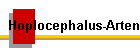 Hoplocephalus-Arten