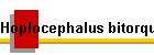 Hoplocephalus bitorquatus