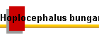 Hoplocephalus bungaroides