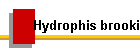 Hydrophis brooki