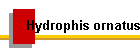 Hydrophis ornatus